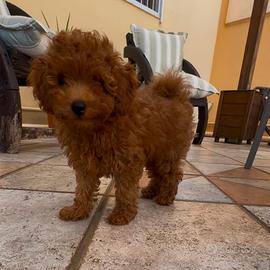 Barboncini toy red