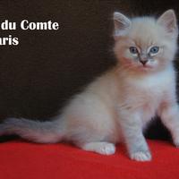 ONYX gattino razza RAGDOLL con pedigree