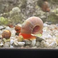 Lumaca Planorbella duryi "Pink"