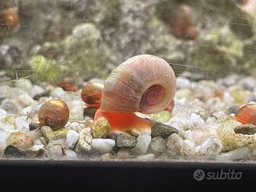 Lumaca Planorbella duryi "Pink"