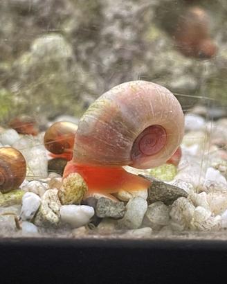 Lumaca Planorbella duryi "Pink"