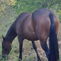 Cavalla andalusa baia