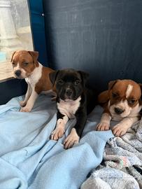Cuccioli Amstaff