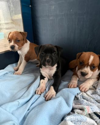 Cuccioli Amstaff