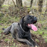 Oscar - cane corso