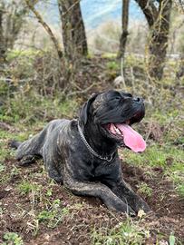 Oscar - cane corso