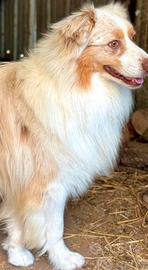 Australian shepherd