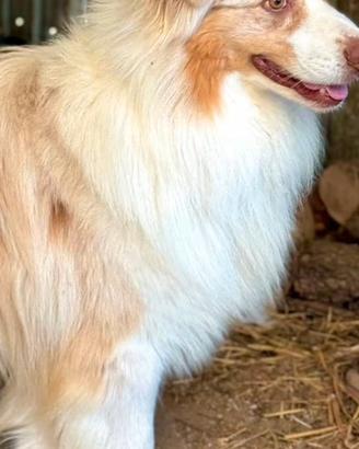 Australian shepherd