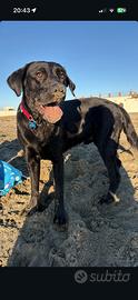Monta labrador retriver