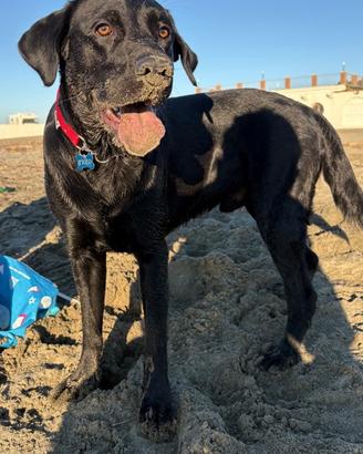 Monta labrador retriver
