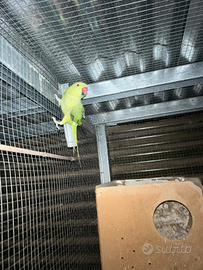 Parrocchetto dal collare