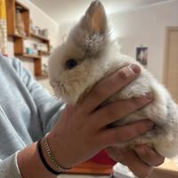 Coniglio testa di leone