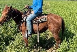 cavalla quarter horse con doc americani 