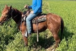 cavalla quarter horse con doc americani 