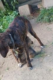 Segugio maremmano cuccioli da avviare