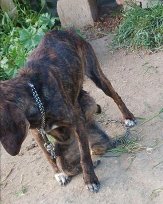 Segugio maremmano cuccioli da avviare