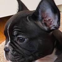 Cuccioli bulldog francese