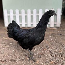 CEMANI: galline galli pulcini