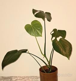 monstera