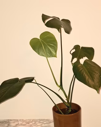 monstera