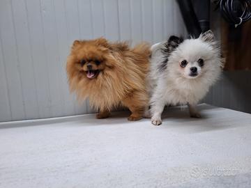 Coppia di Pomerania Toy da borsetta