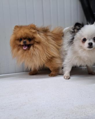 Coppia di Pomerania Toy da borsetta