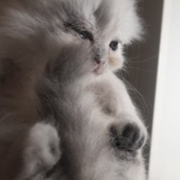 Veri persiani chinchilla