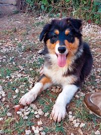 Australian Shepherd/Pastore Australiano cucciola