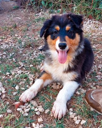 Australian Shepherd/Pastore Australiano cucciola