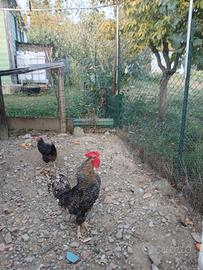 Gallo razza padovano di due anni