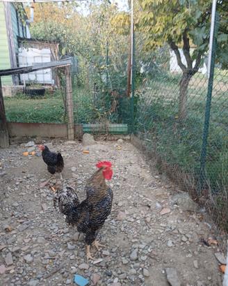 Gallo razza padovano di due anni
