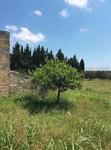 TERRENO AGRICOLO_Salento (Tricase) - Vista 3