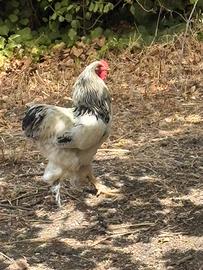 Gallo brahma