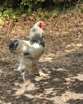 Gallo brahma