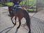 Immagine 4