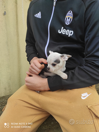 Cucciolo di Chihuahua disponibile maschio