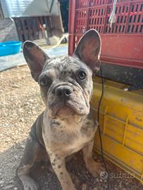 Bulldog francese