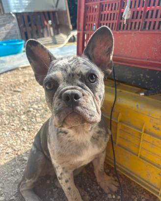 Bulldog francese