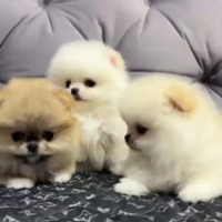 Spitz di Pomerania nano