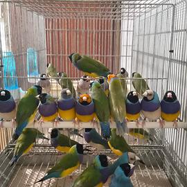 Diamanti di gould