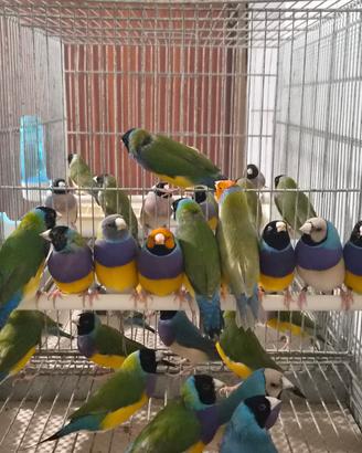 Diamanti di gould