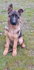 Cucciolo di Pastore Tedesco