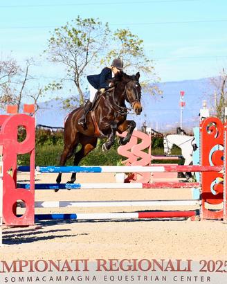 Cavallo italiano  