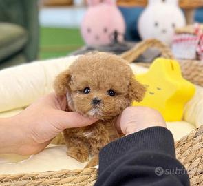 Maltipoo cuccioli