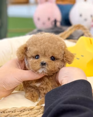 Maltipoo cuccioli