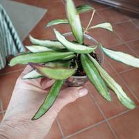 Hoya wayetii variegata 