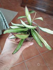 Hoya wayetii variegata 