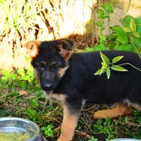 Cucciola di Pastore tedesco