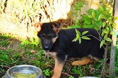 Cucciola di Pastore tedesco