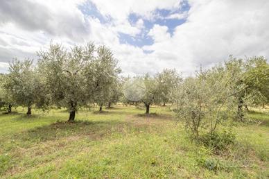 TER. AGRICOLO A MONTORIO ROMANO